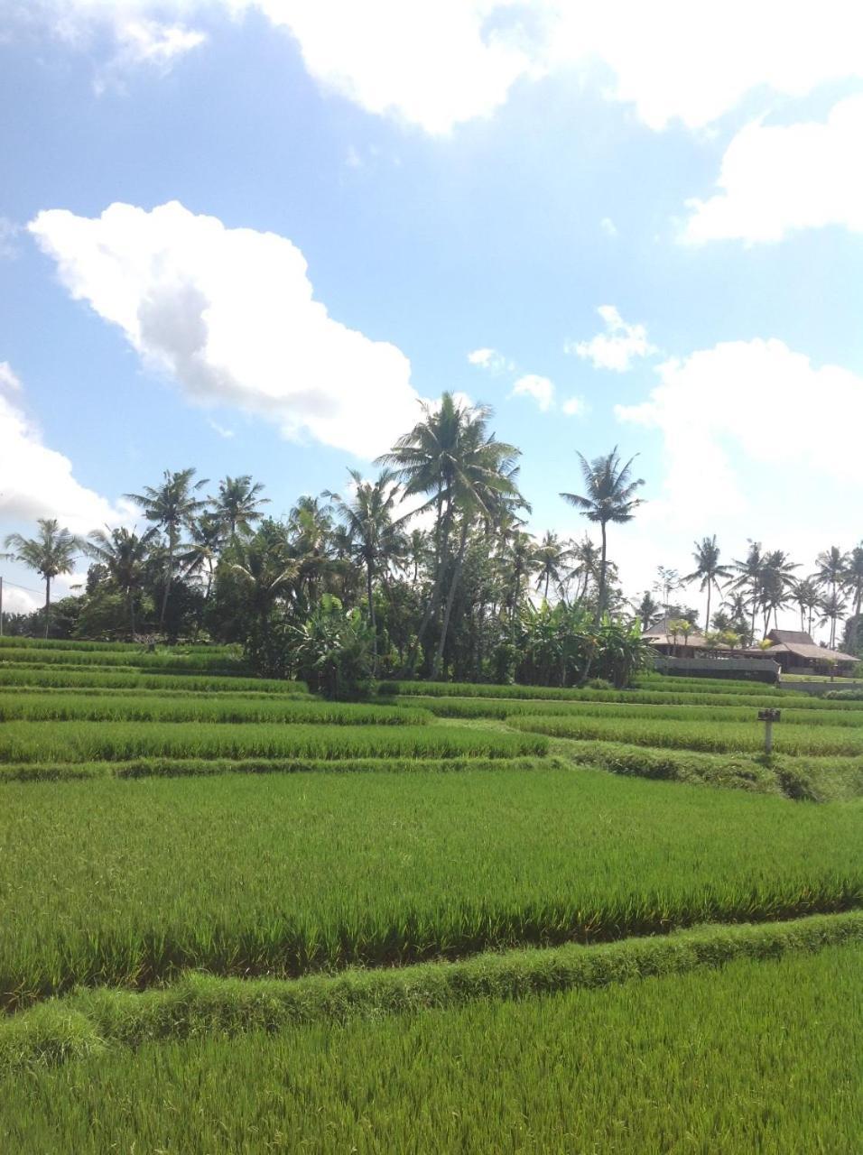 Uma Dhari Villa By Prasi Ubud Eksteriør bilde